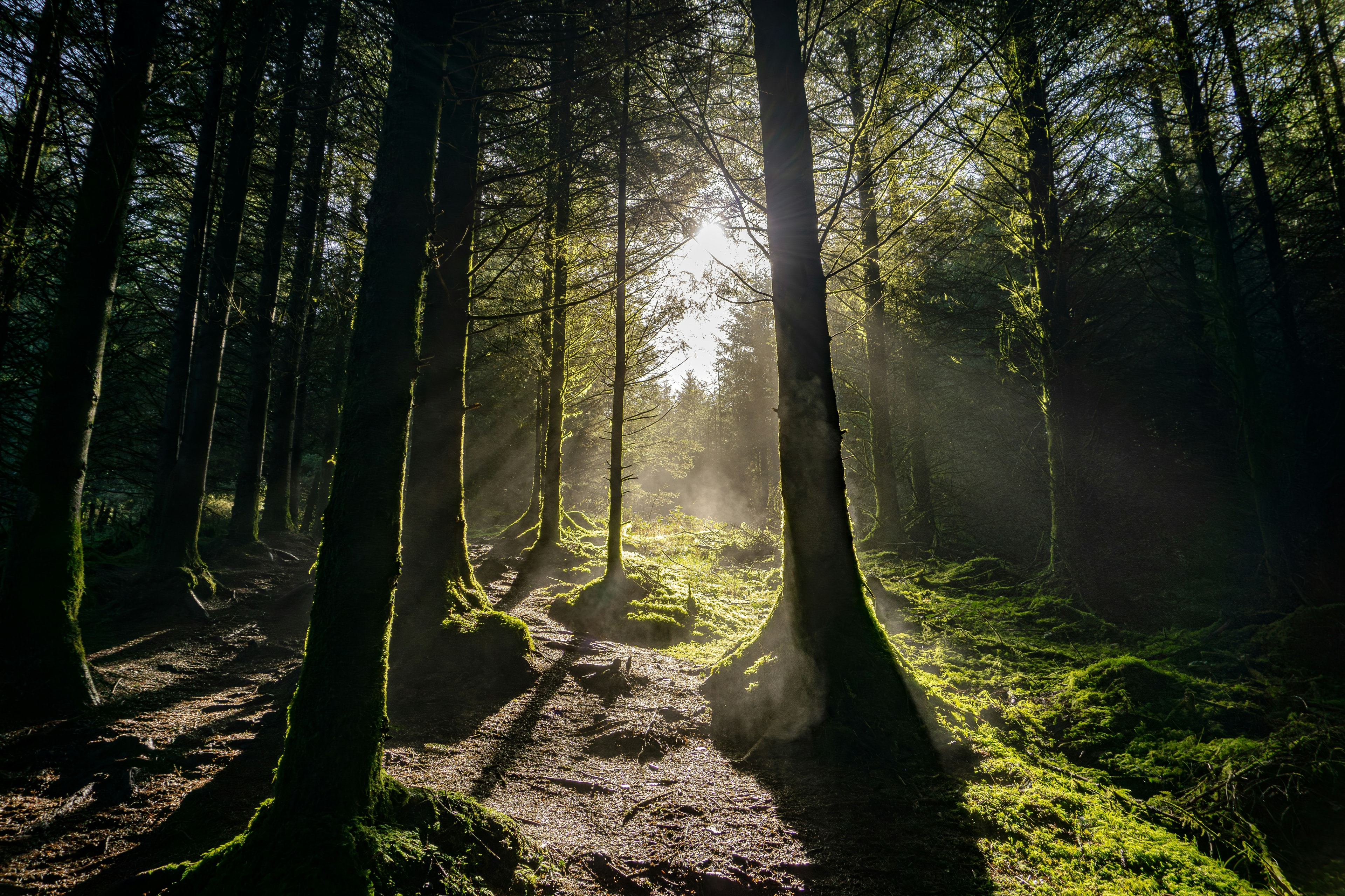 Forest with sunlight